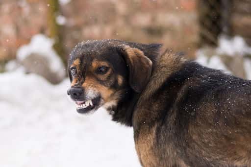 Die Staatsduma wird über neue Bußgelder wegen beißender Hunde beraten