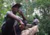 Ako domorodí starí otcovia „vigilante“ chránia život v lesoch