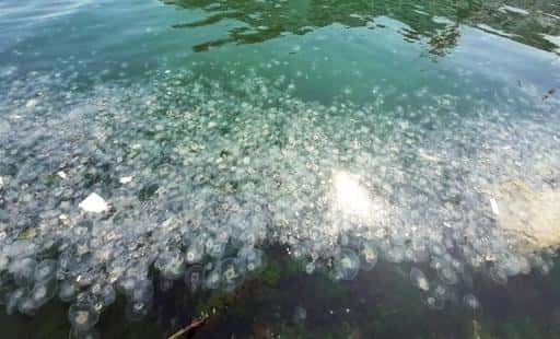 Рост количества инвазивных медуз на юге Турции вызывает обеспокоенность