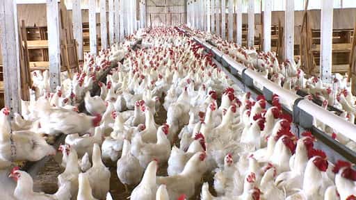 KP Livestock реабилитирует 1800 закрытых птицефабрик