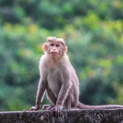 Estudo do cérebro chinês descobre que macacos convertem tempo em espaço para memória