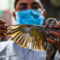 Beschermers van zeldzame vogels en bossen botsen met India's visie op schone energie