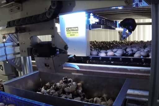 Mushroom picking robot is able to pick mushrooms better than a human