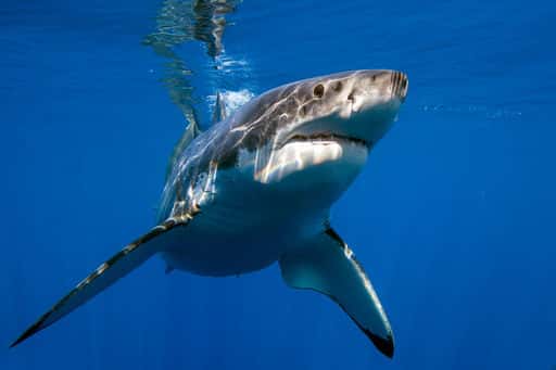 I Sydney, för första gången på 60 år, dödade en haj en man