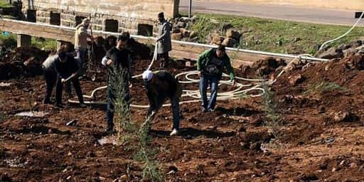 Süveyde ili Kafr Al-Lahf köyünde yeşillendirme kampanyası