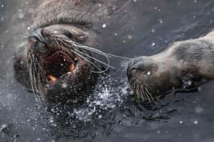 Russia - Feeding a newborn seal was filmed in Primorye