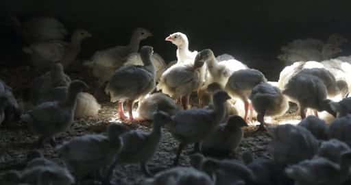 Kanada - Rädslan för fågelinfluensa ökar i USA efter att Indiana kalkonflock smittats