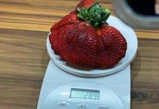 In Israel angebaute Erdbeeren haben es ins Guinness-Buch der Rekorde geschafft
