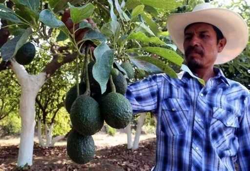 Nästan 3 miljarder dollar och 300 000 jobb i riskzonen på grund av USA:s förbud mot mexikansk avokado