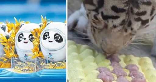 Chine décalée : la mascotte des Jeux olympiques d'hiver, Bing Dwen Dwen, affaire de droits d'auteur, les tigres reçoivent des boulettes spéciales, les dépenses de la Saint-Valentin s'envolent