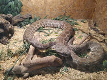 Aceștia arată șerpi și șopârle otrăvitoare la o expoziție din Burgas