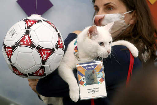 Achilles the cat was offered to become the oracle of the Champions League final in St. Petersburg