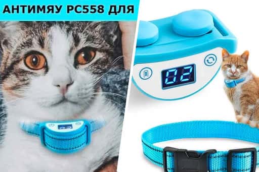 The cat may die. Why are collars that shock animals dangerous?