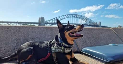 Stolovanie bez čajok vďaka hliadkovým psom v opere v Sydney