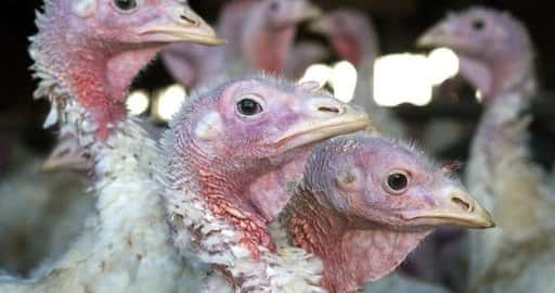 Canada - Boeren in het westen van Nova Scotia in 'hoog alarm' na recente ontdekking van vogelgriep