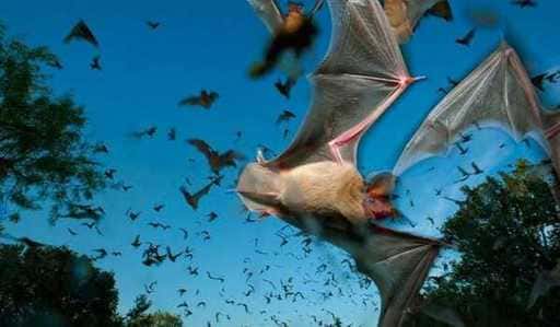 Nový koronavírus nájdený u netopierov v Laose