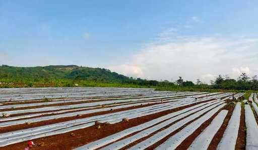 EdenFarm in Bogorindo ciljata na pridelek 17 ton čilija in sladke koruze