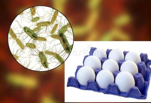 Ägg kontaminerade med salmonella har förts till Europa från Spanien