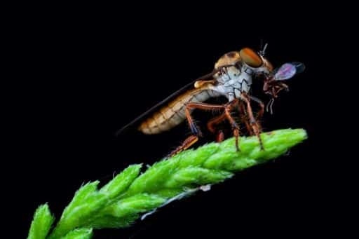 Roboticists learn from flies how to intercept targets in flight