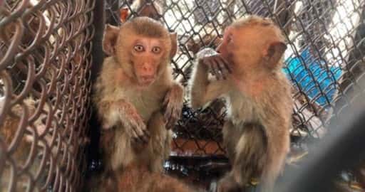 Живи маймуни, открити скрити в торби в случай на предполагаем трафик на Тайланд