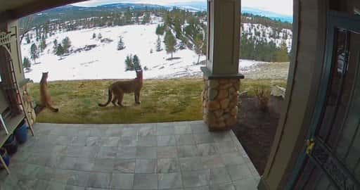 Canada - La telecamera del cortile riprende 2 puma che passeggiano davanti a Kelowna, B.C. casa