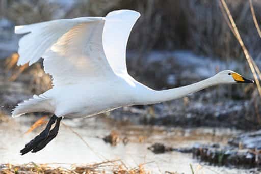 Ryssland - De första flyttfåglarna upptäcktes i och runt Belovezhskaya Pushcha