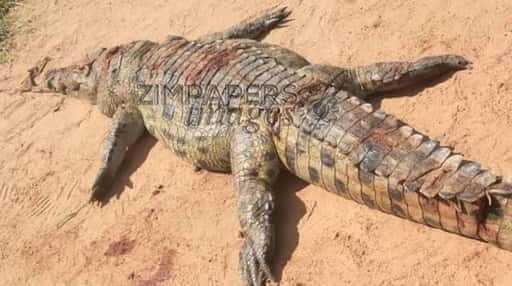 Червоний прапор над загрозою крокодила в постраждалому від повені Мбіре
