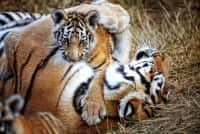 Russia - Amur tigress Cinderella became a mother again