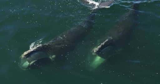 Canada - Nieuwe documentaire hoopt de benarde situatie van de Noord-Atlantische rechtse walvis onder een breder publiek te brengen