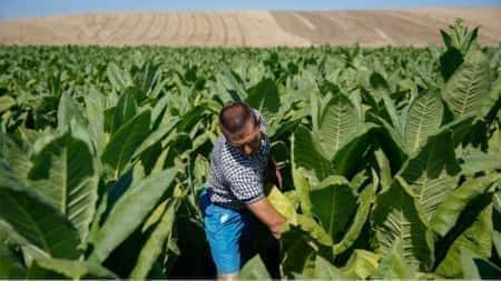 Zmieniono okres odniesienia dla przejściowej pomocy krajowej dla plantatorów tytoniu