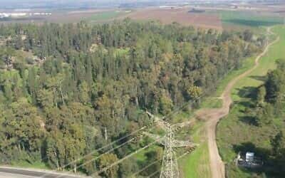 Электрическая компания планирует проложить высоковольтный кабель и опоры в самом старом лесу Израиля