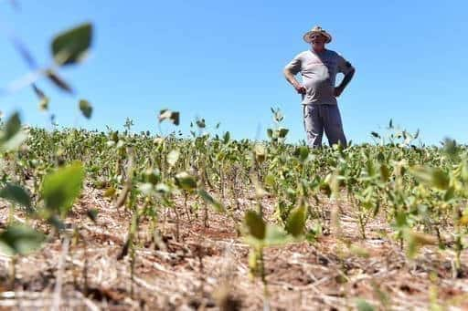 Soya fasulyesi ve mısır kuru ve tohumlar gaucho tarlalarında 'pişirilir'