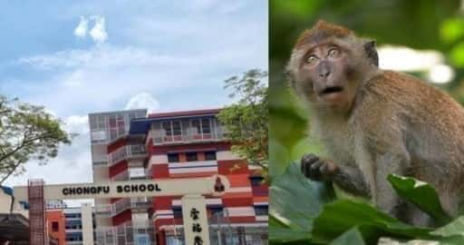 Professores e alunos se trancam em salas de aula após macaco invadir escola primária de Yishun