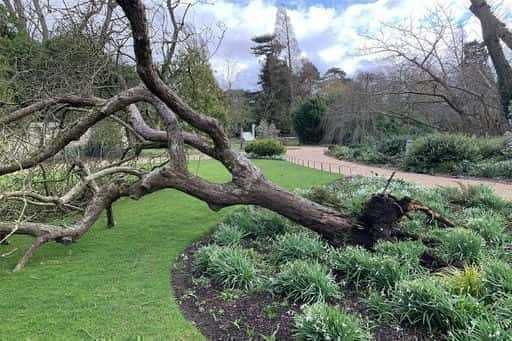 Nevihta uniči Newtonovo jablano v botaničnem vrtu Cambridge