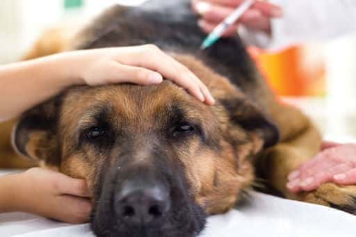 Dierenartsen hebben aangetoond dat Viagra honden kan redden van een zeldzame ziekte