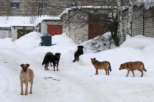 Ryssland - Guvernör i Chukotka beordrade att ta itu med herrelösa hundar