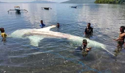 ККП и заједница се баве мртвим кит ајкулама заробљеним у коћама у НТТ