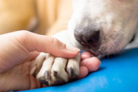 Psychologische Hunde, die vor Gerichten in Madrid angeheuert werden, um mit Kindern zu arbeiten