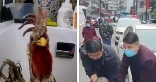 Quirky China: spa para gallo llamado Elizabeth, un fugitivo de transporte y el 'ladrón' accidental