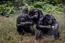 Adăpost pentru maimuțe traumatizate în estul sfâșiat de conflicte din RD Congo