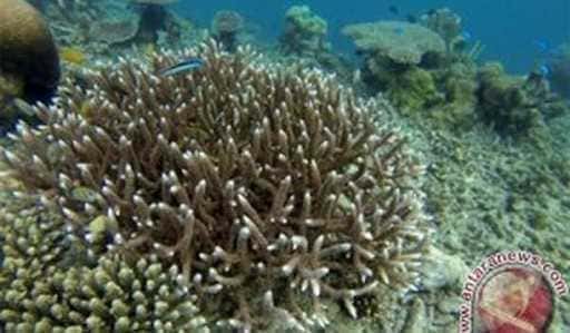 Chráňte morský ekosystém, Bukit Asam pestuje koralové útesy