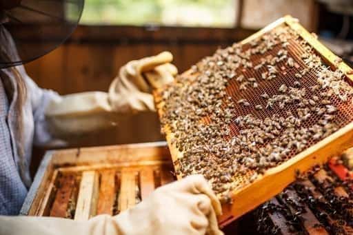 Amerikanska biodlare börjar använda ny teknik för spårning av bikupor