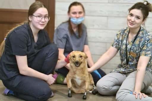 Rusko - Kto sa stane majiteľom prvého psa na svete na štyroch protézach