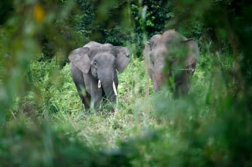 Der oberste Anwalt des malaysischen Staates erklärt das Borneo-Klimaabkommen für tot