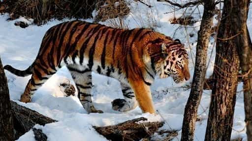 The Russian found the skin of the Amur tiger and a hunting arsenal