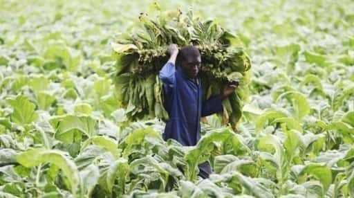 Zimbábue ganha US$ 153 milhões com tabaco