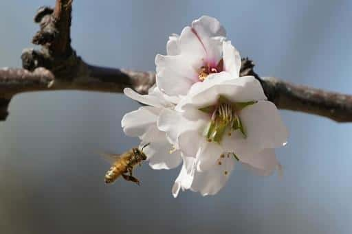 Imker wenden sich Anti-Diebstahl-Technologien zu, da Bienenstockdiebstähle zunehmen