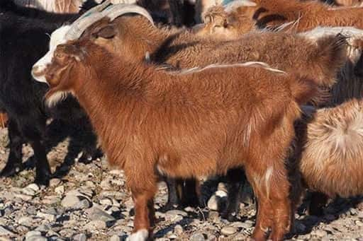 Cientistas russos encontraram vestígios de uma população desconhecida no genoma de cabras da Mongólia