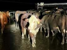 Ingen tjur: Nya Zeelands nötkreatur rider rasande översvämningsvatten