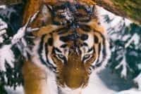 Rússia - Tigres contados na região de Amur